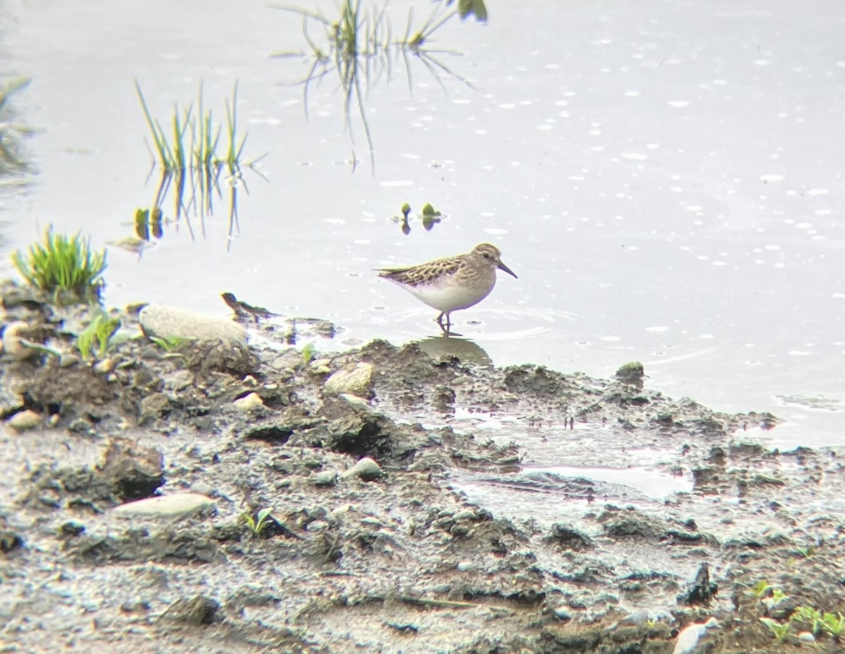 Least Sandpiper - ML622341687