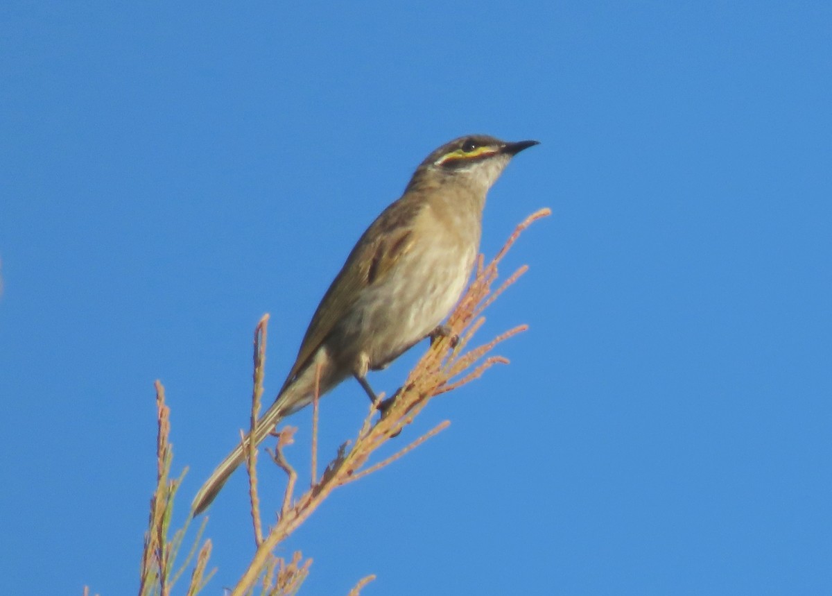 Yellow-faced Honeyeater - ML622341711