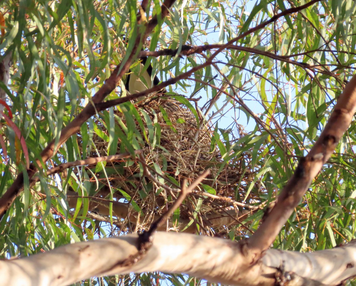 Australian Magpie (Black-backed) - ML622341723