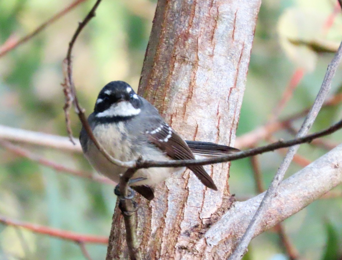 Gray Fantail (alisteri) - ML622341740