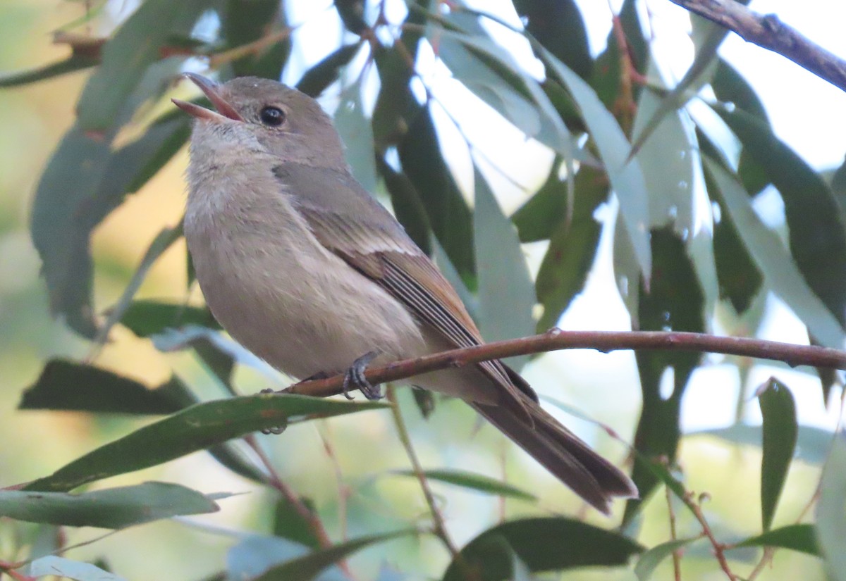 Golden Whistler - Greg Neill