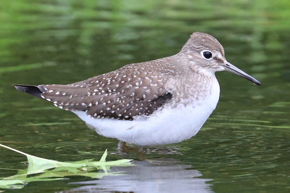 Solitary Sandpiper - ML622341753