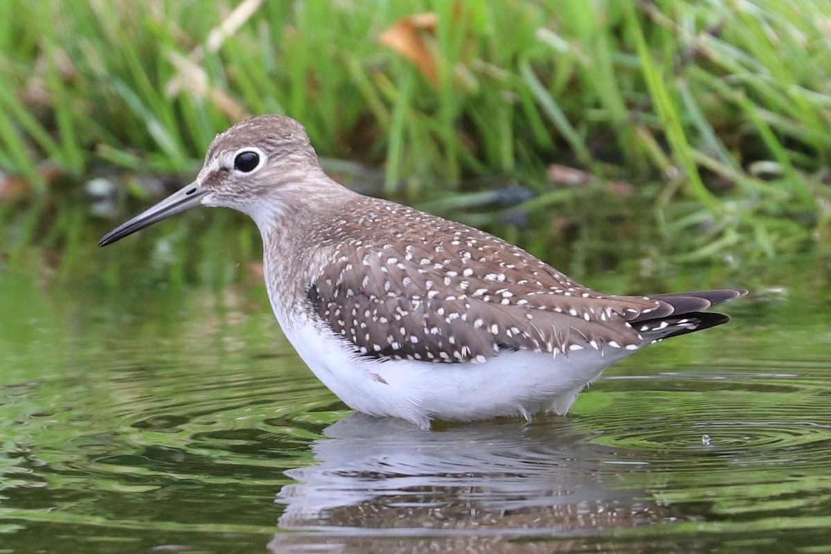 Solitary Sandpiper - ML622341754