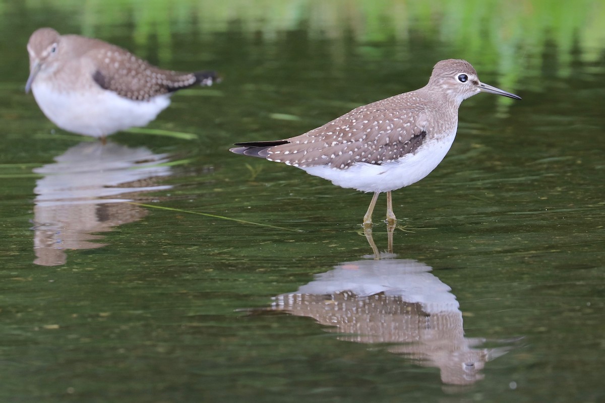 Solitary Sandpiper - ML622341755