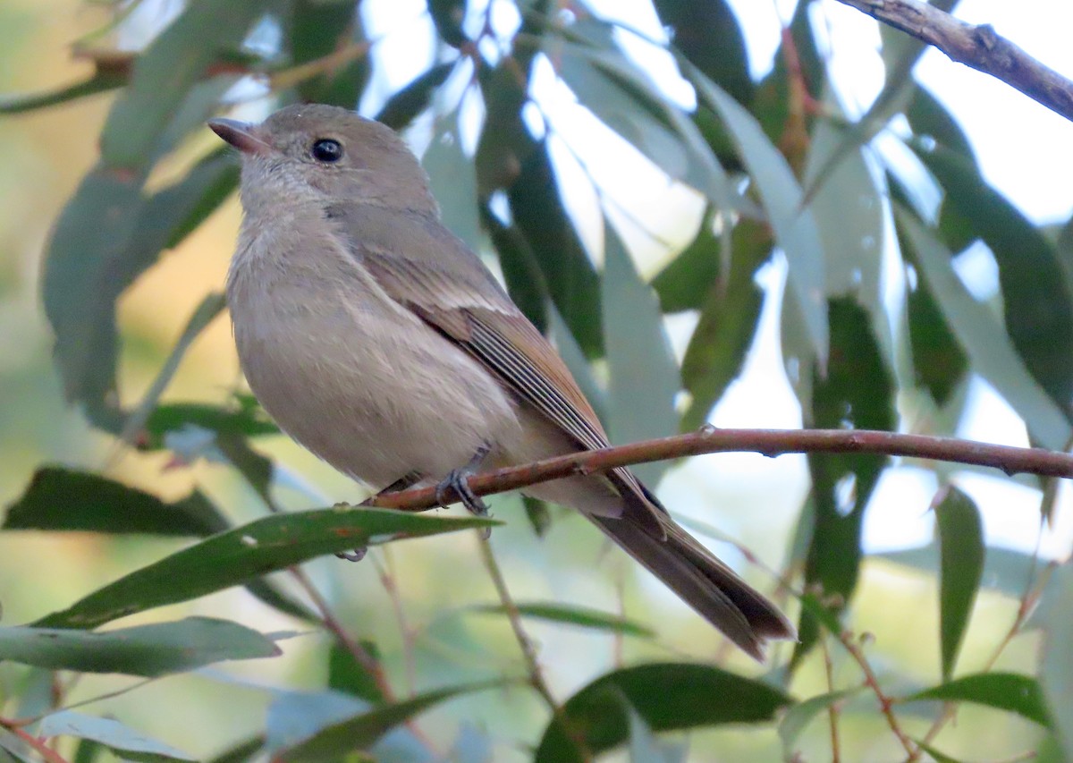 Golden Whistler - ML622341761