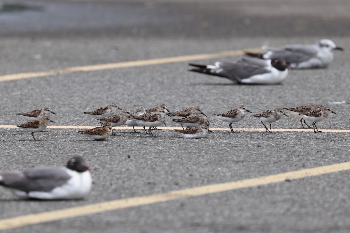 Semipalmated Sandpiper - ML622341784