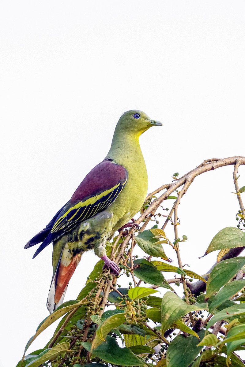 Gray-fronted Green-Pigeon - ML622341840