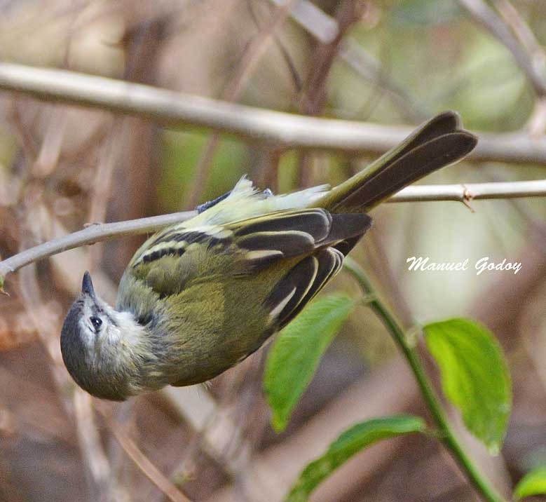 Sclater's Tyrannulet - ML622341845