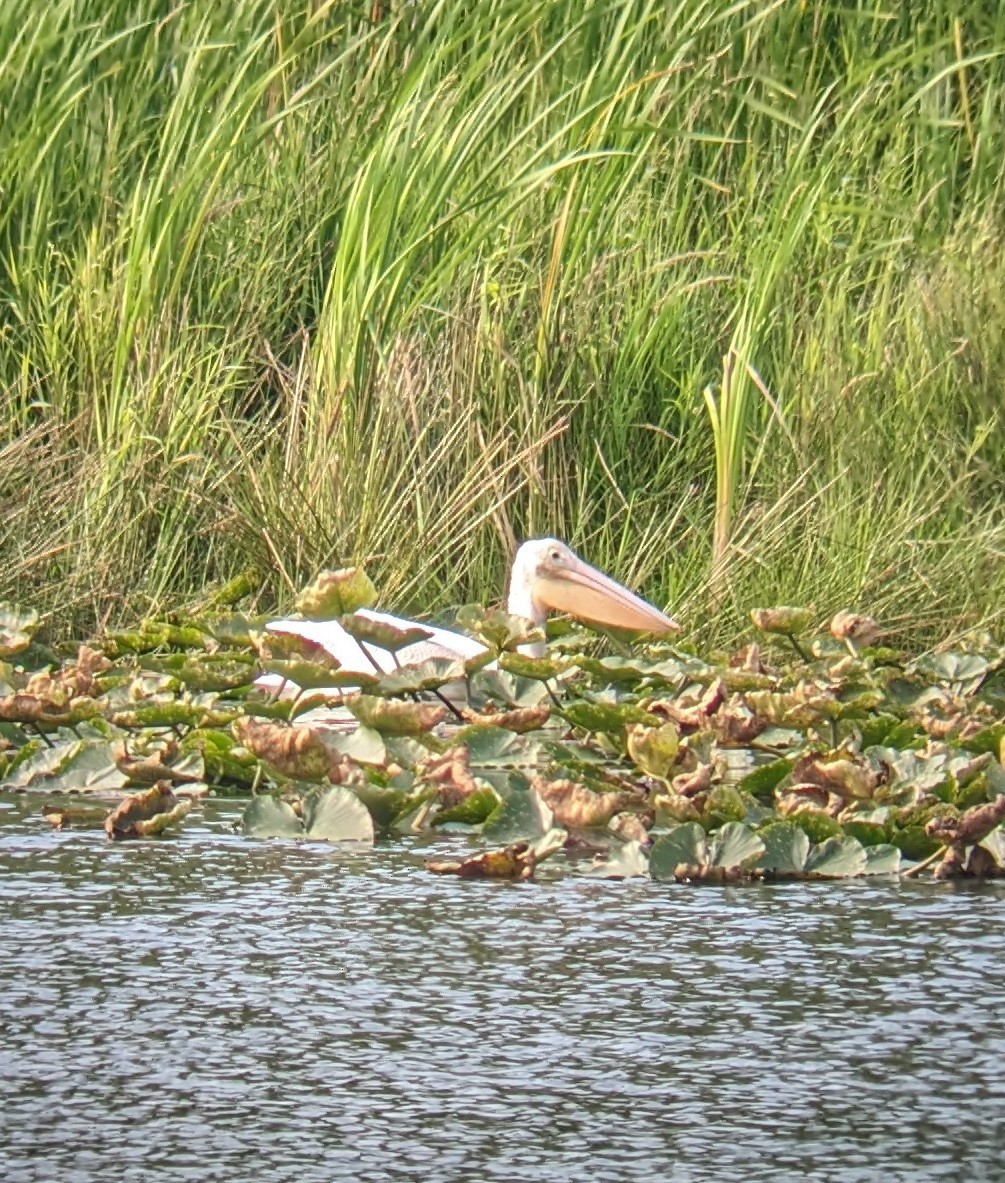 American White Pelican - ML622341846