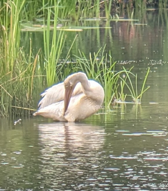 American White Pelican - ML622341849