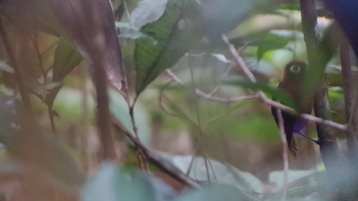 Chestnut-crested Antbird - ML622341857