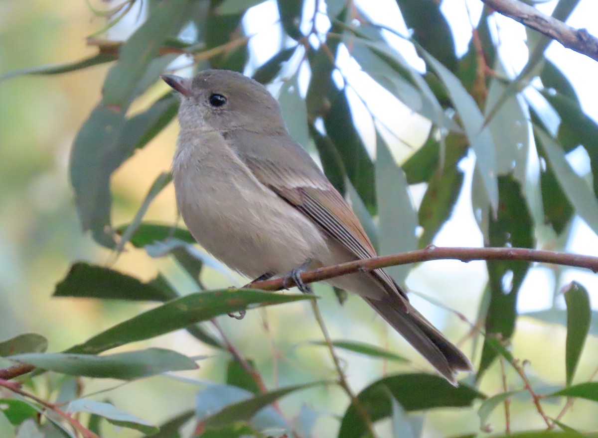 Golden Whistler - ML622341859