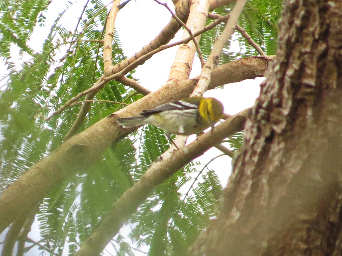 Black-throated Green Warbler - ML622341860