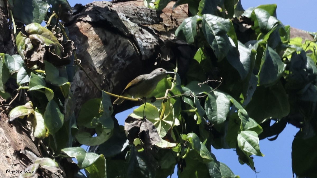 Apricot-breasted Sunbird - ML622341949