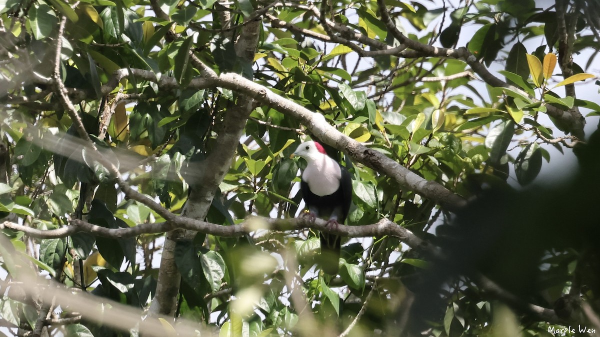 Red-naped Fruit-Dove - Hsiaohui Wen