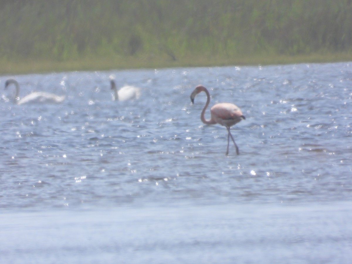 American Flamingo - ML622341984