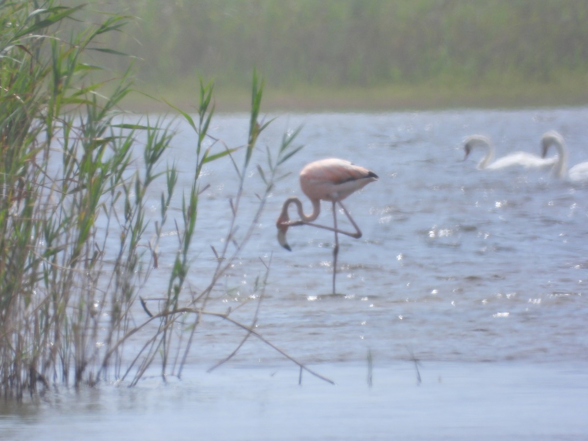 American Flamingo - ML622341985