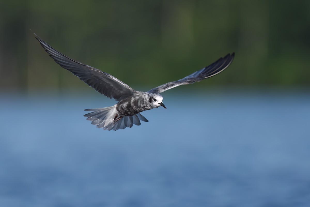 Black Tern - Matt Spangler
