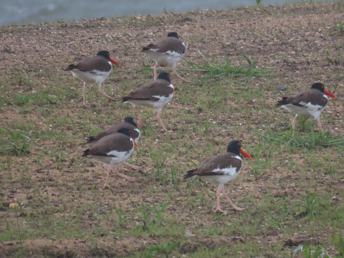 American Oystercatcher - ML622342167