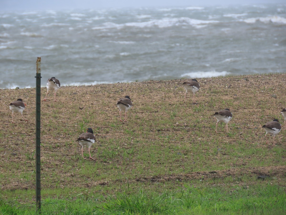 American Oystercatcher - ML622342168