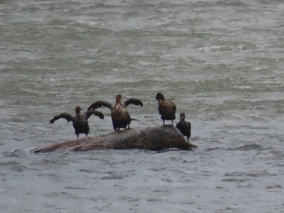 Double-crested Cormorant - ML622342176