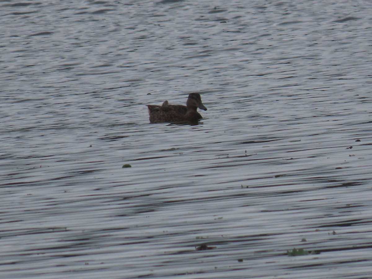 Mallard - ML622342202