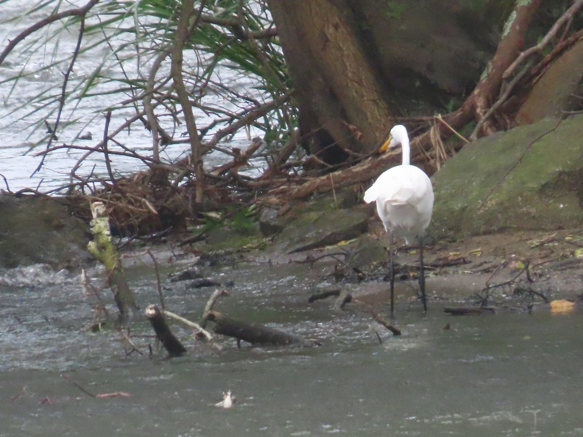 Great Egret - ML622342211