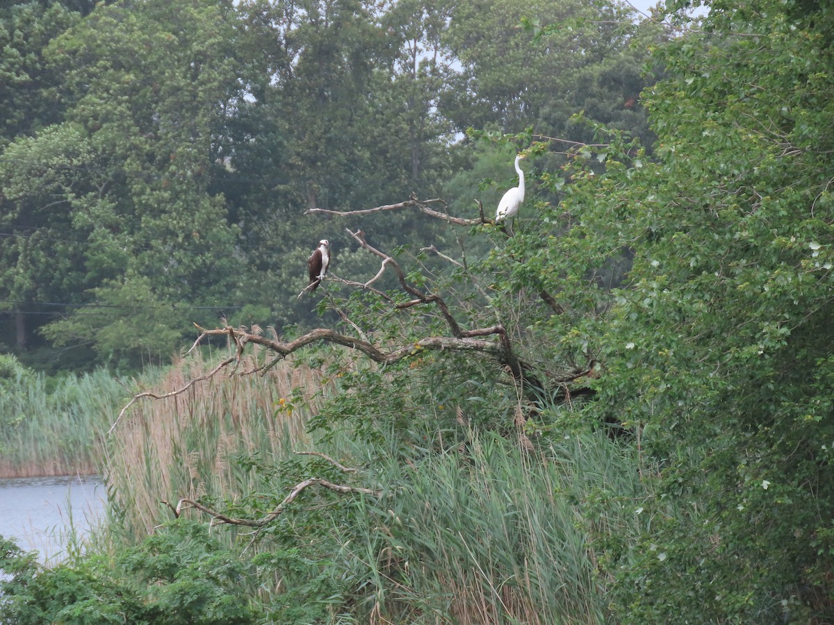 Great Egret - ML622342213