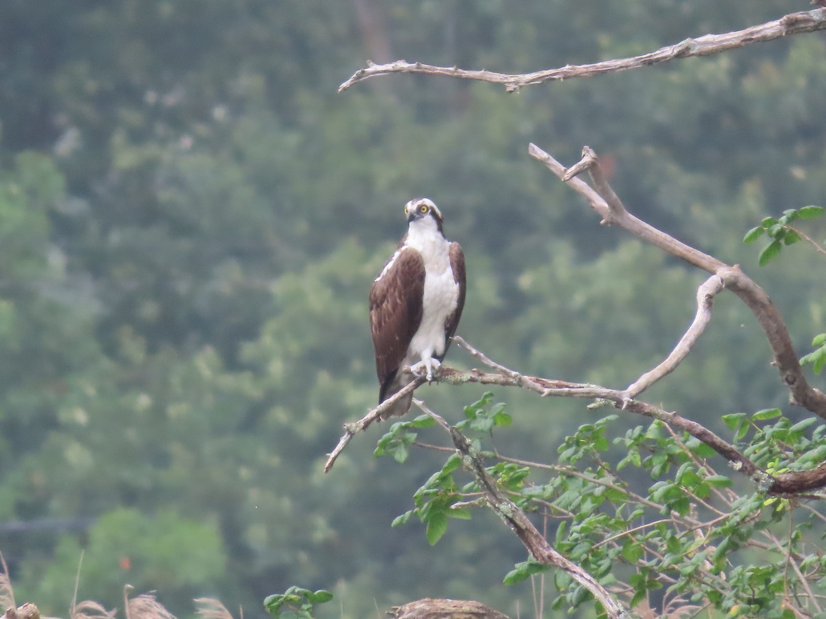 Osprey - ML622342219