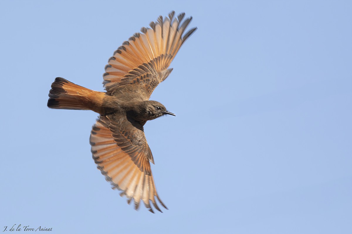 Cliff Flycatcher - ML622342248
