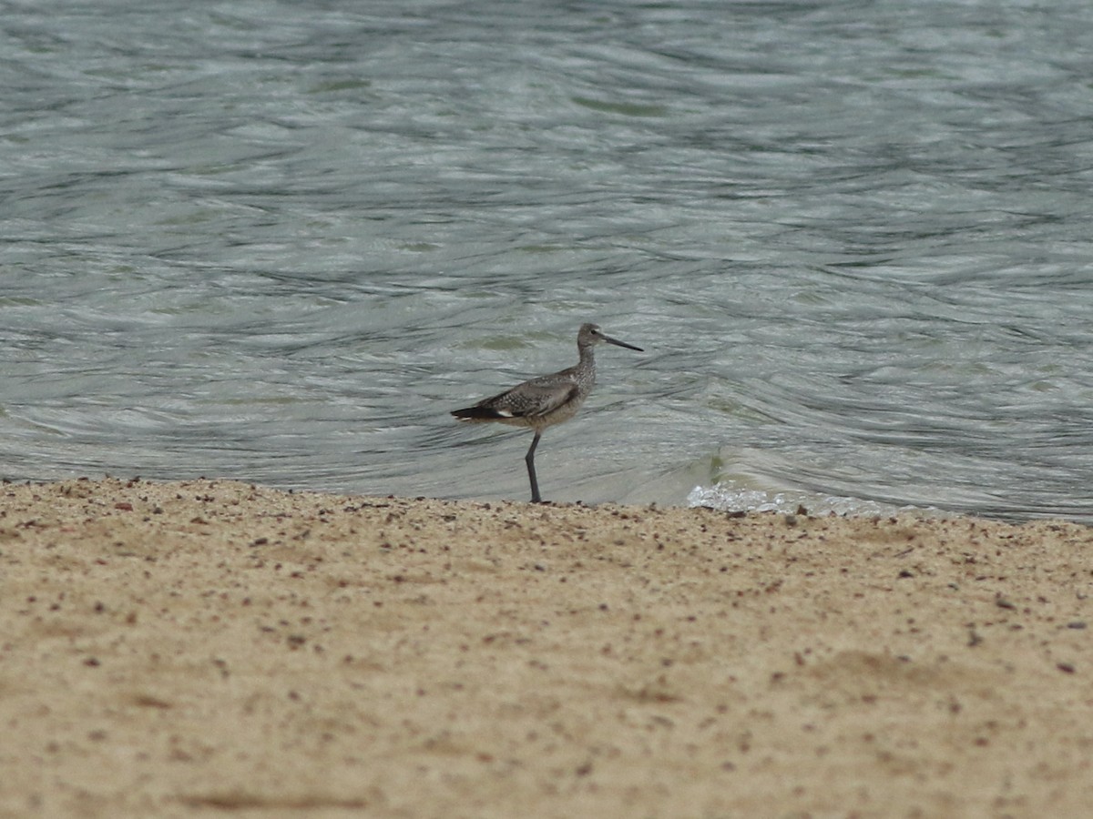 Willet - ML622342257