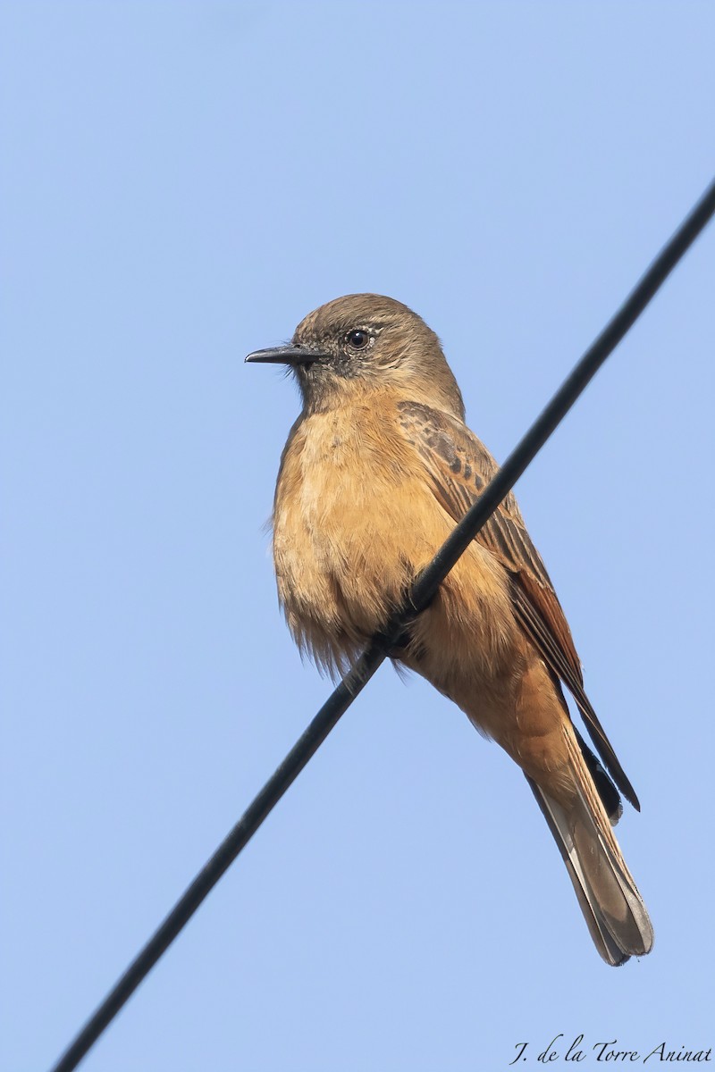 Cliff Flycatcher - ML622342263