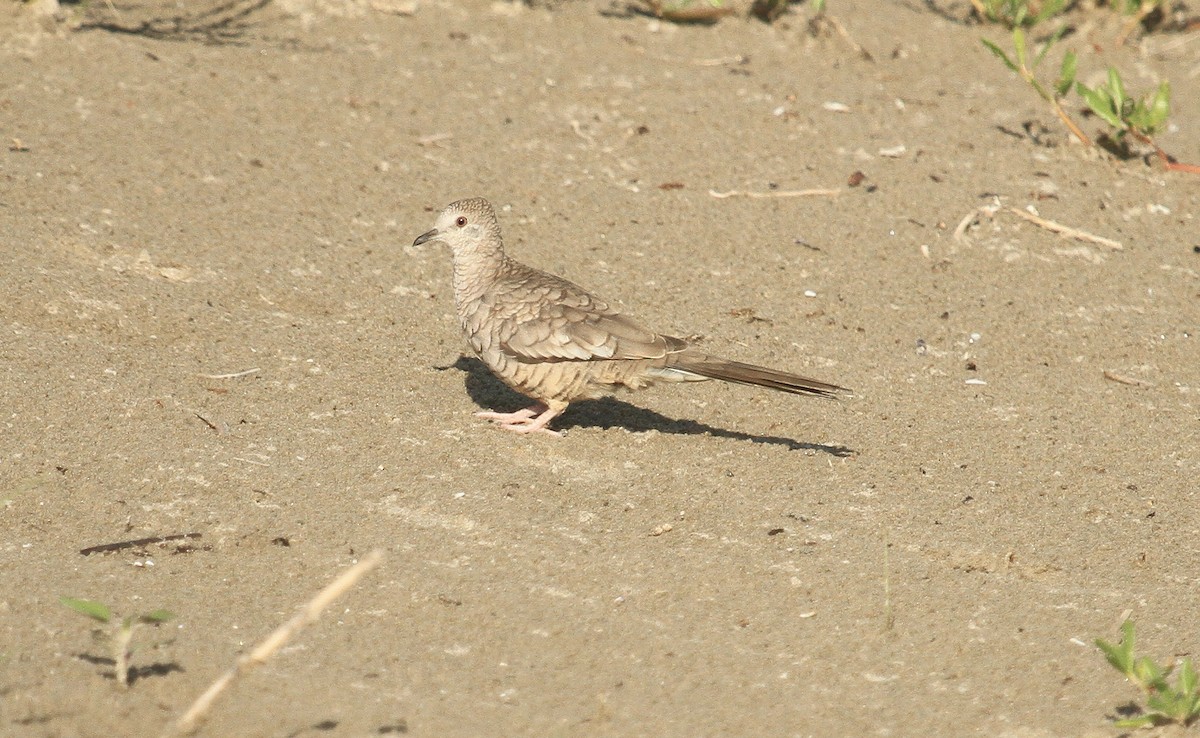 Inca Dove - ML622342265