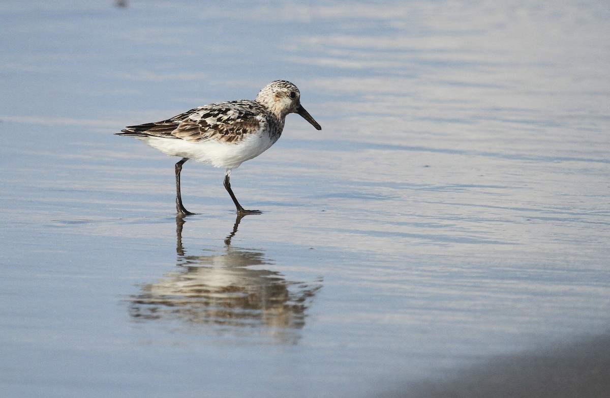 Sanderling - ML622342268