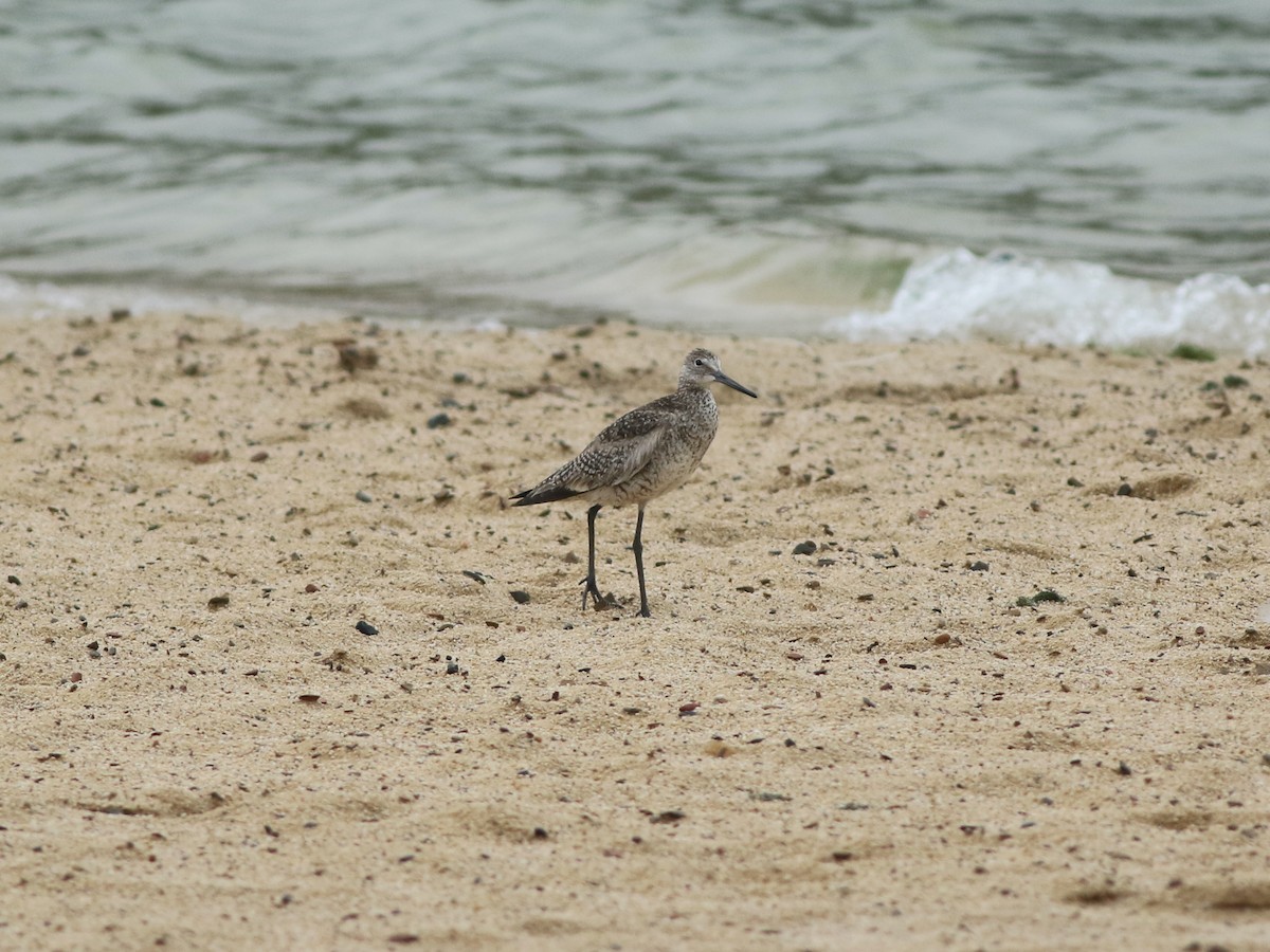 Willet - ML622342272