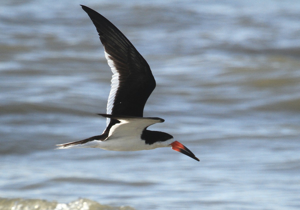 Black Skimmer - ML622342274