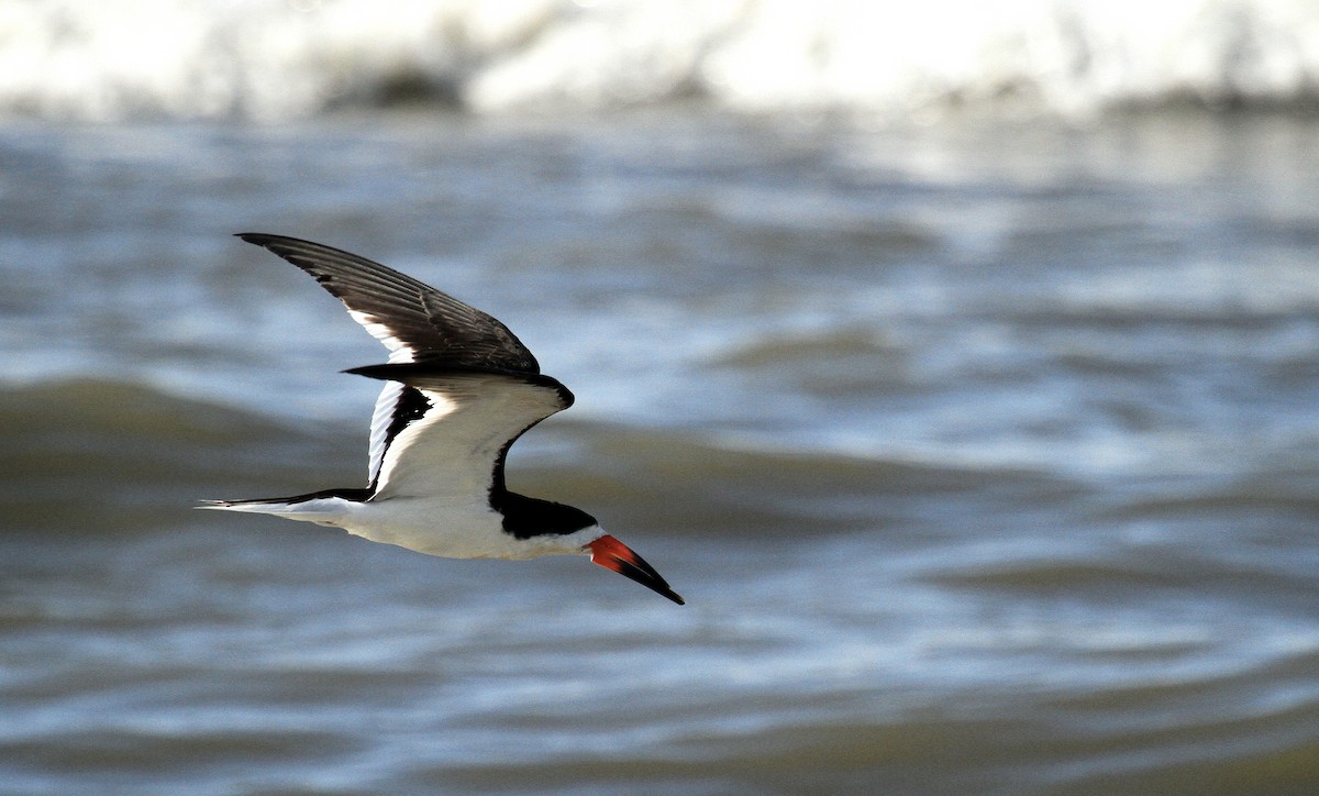 Black Skimmer - ML622342275