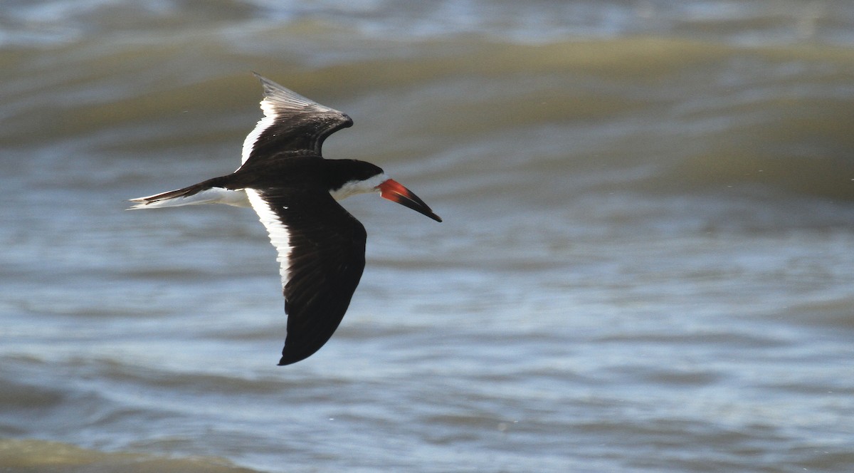 Black Skimmer - Esme Rosen