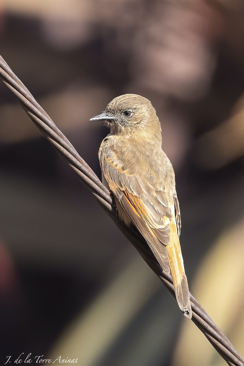 Cliff Flycatcher - ML622342285