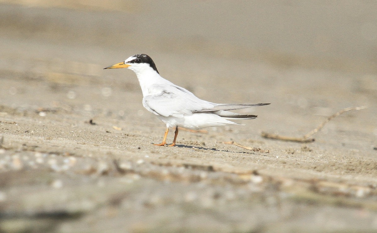 Least Tern - ML622342298