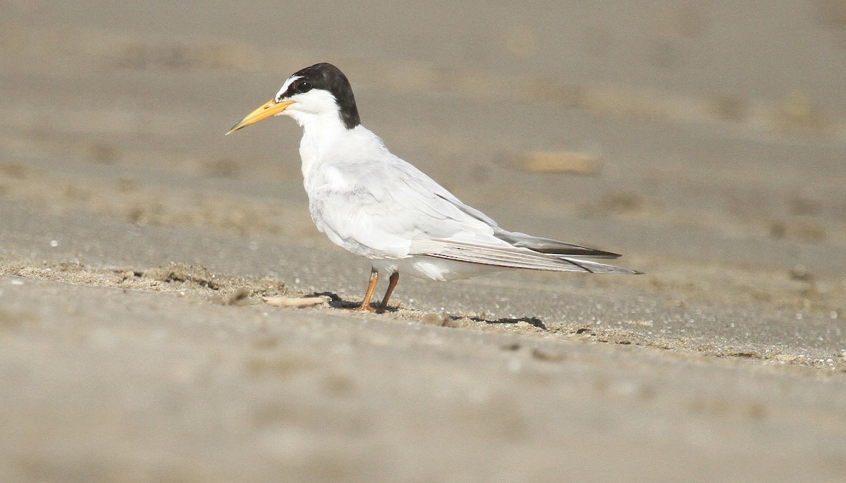 Least Tern - ML622342299