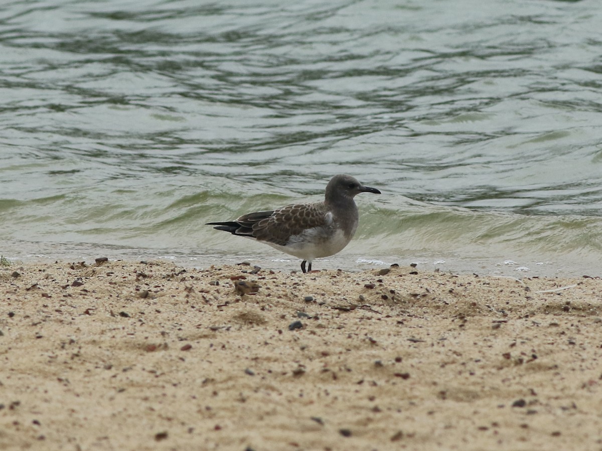 Laughing Gull - ML622342303