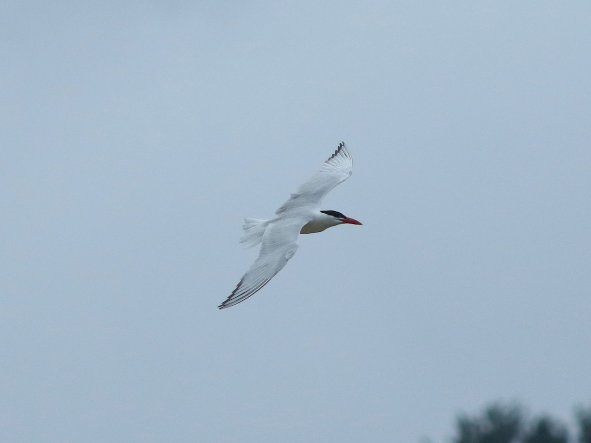 Caspian Tern - ML622342331