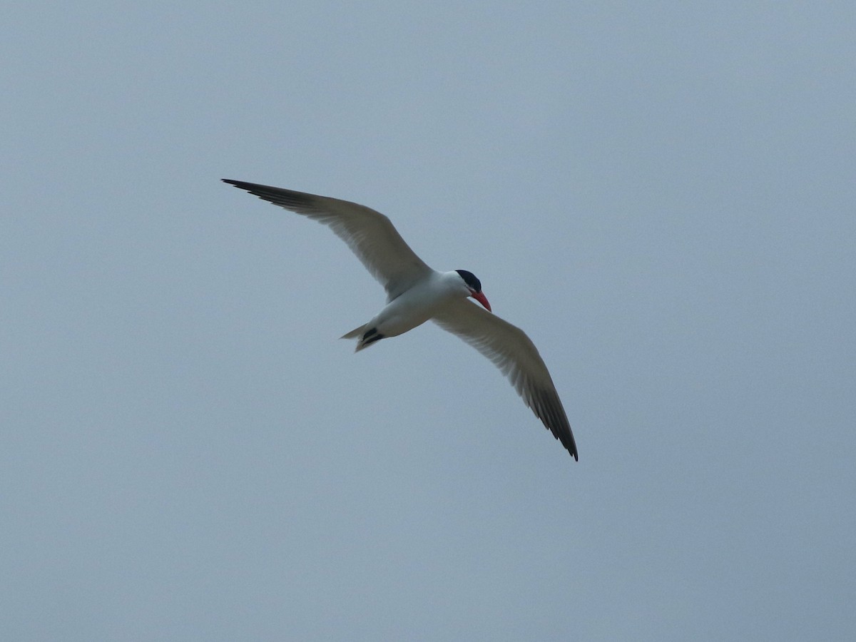 Caspian Tern - ML622342332