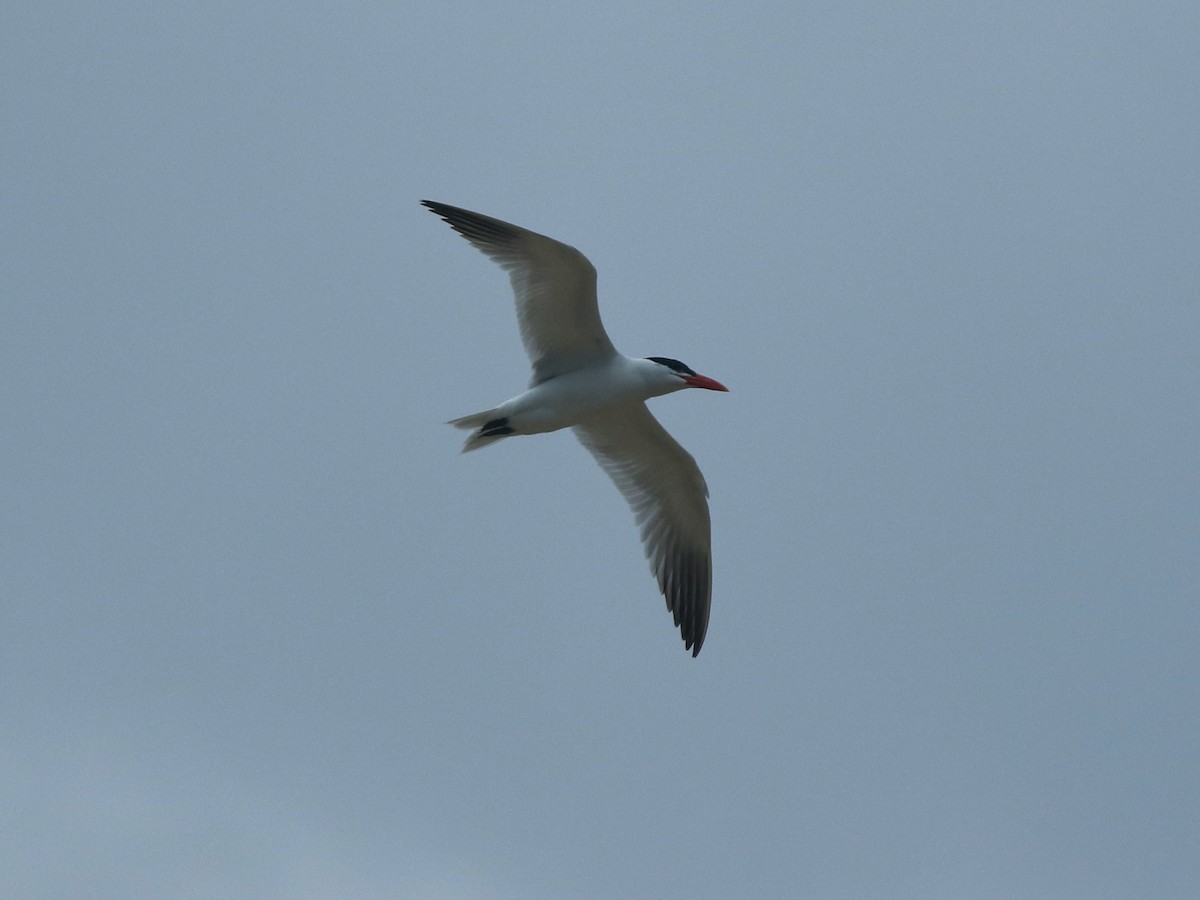 Caspian Tern - ML622342333