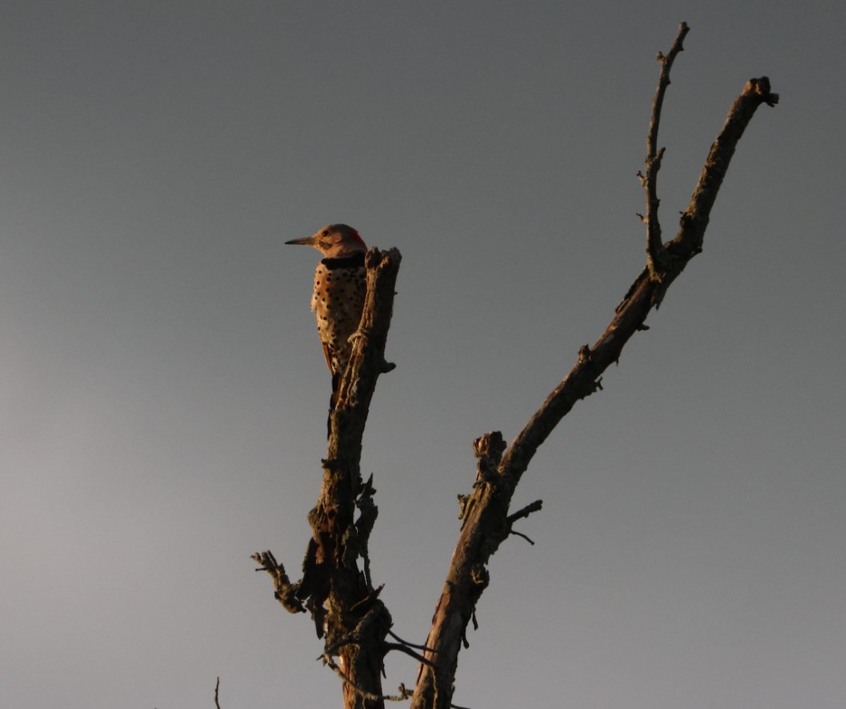 Northern Flicker - ML622342353