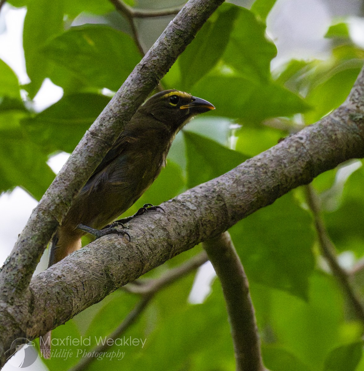 Cinnamon-bellied Saltator - ML622342387