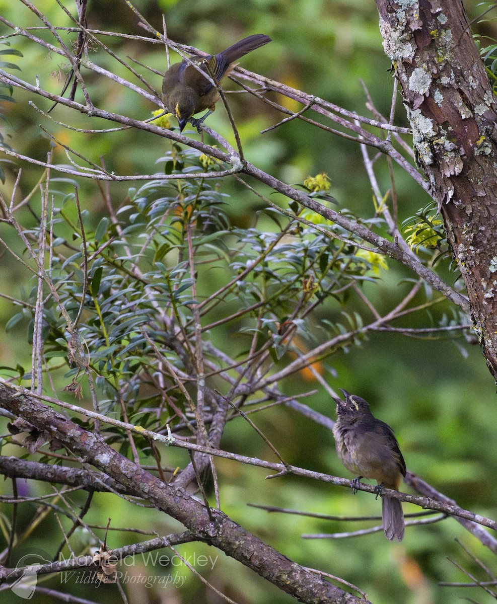 Cinnamon-bellied Saltator - ML622342388