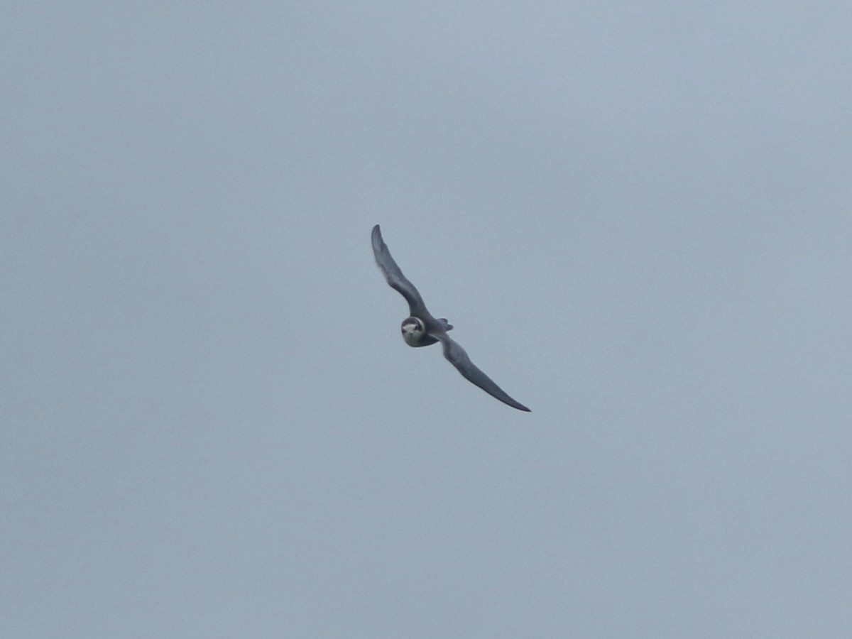 Black Tern - ML622342392