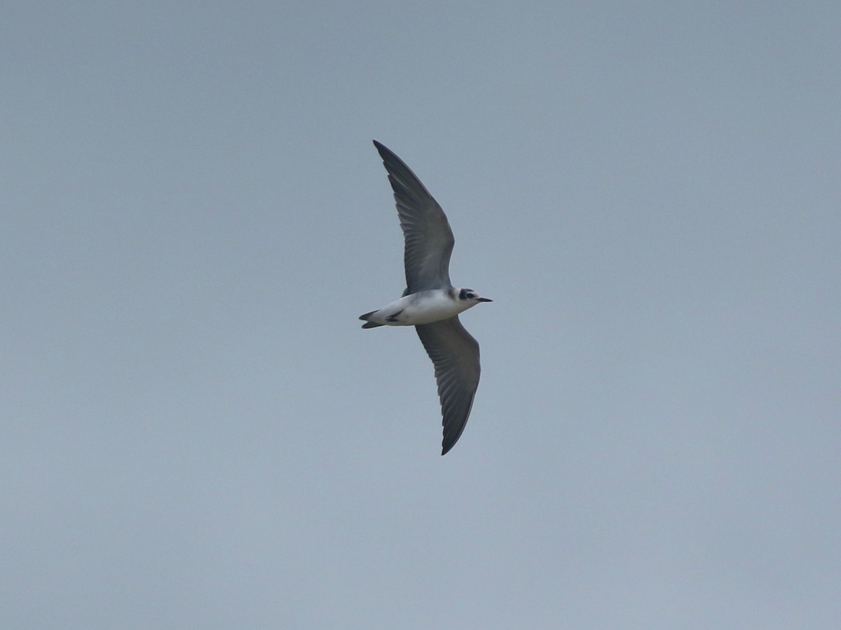 Black Tern - ML622342395